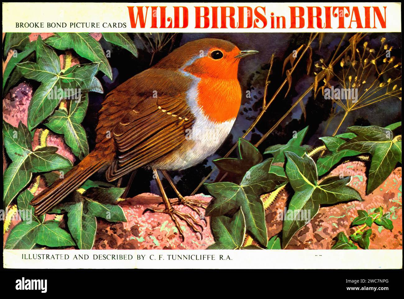 Uccelli selvatici sul fronte britannico - illustrazione dell'album di Brooke Bond d'epoca Foto Stock