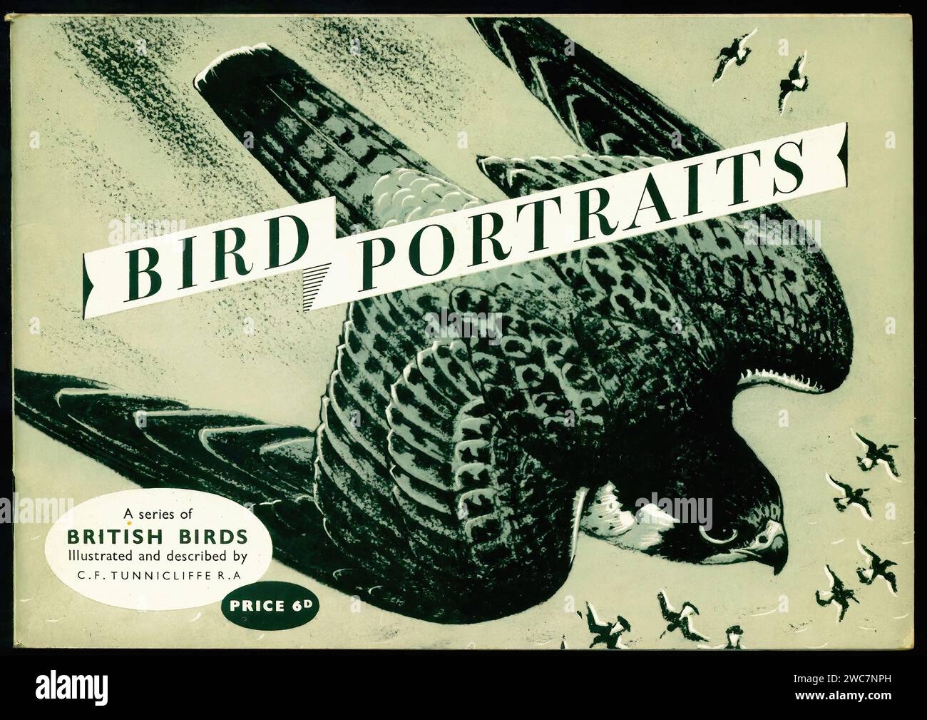 Ritratti di uccelli - illustrazione anteriore di album da cartolina d'epoca Foto Stock