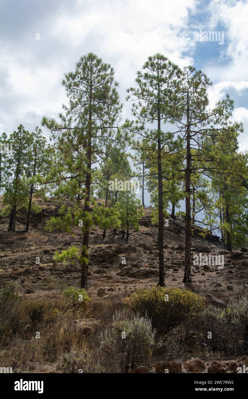 Pino delle Canarie ( Pinus canariensis ) su una montagna sull'isola di Gran Canaria in Spagna, con cielo azzurro e nuvole Foto Stock