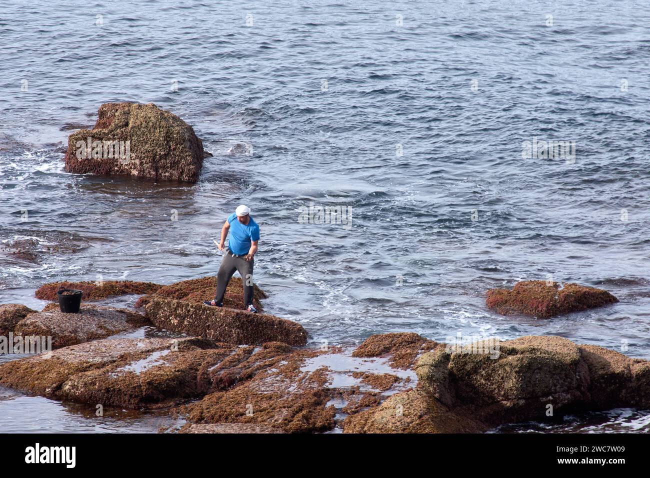 I barnacli utilizzano un raschietto per raccogliere i barnacli che si attaccano alle rocce dove il mare si rompe Foto Stock