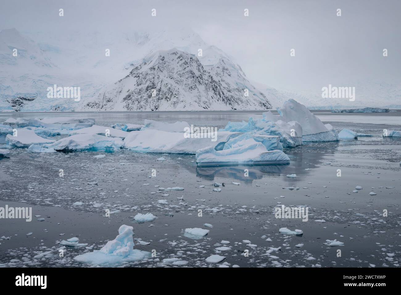 Neko Harbor, Antartide, acqua ghiacciata, iceberg, ghiacciai che distaccano più ghiaccio, colonia di nidificazione per i pinguini di Gentoo, circondata da vette innevate Foto Stock