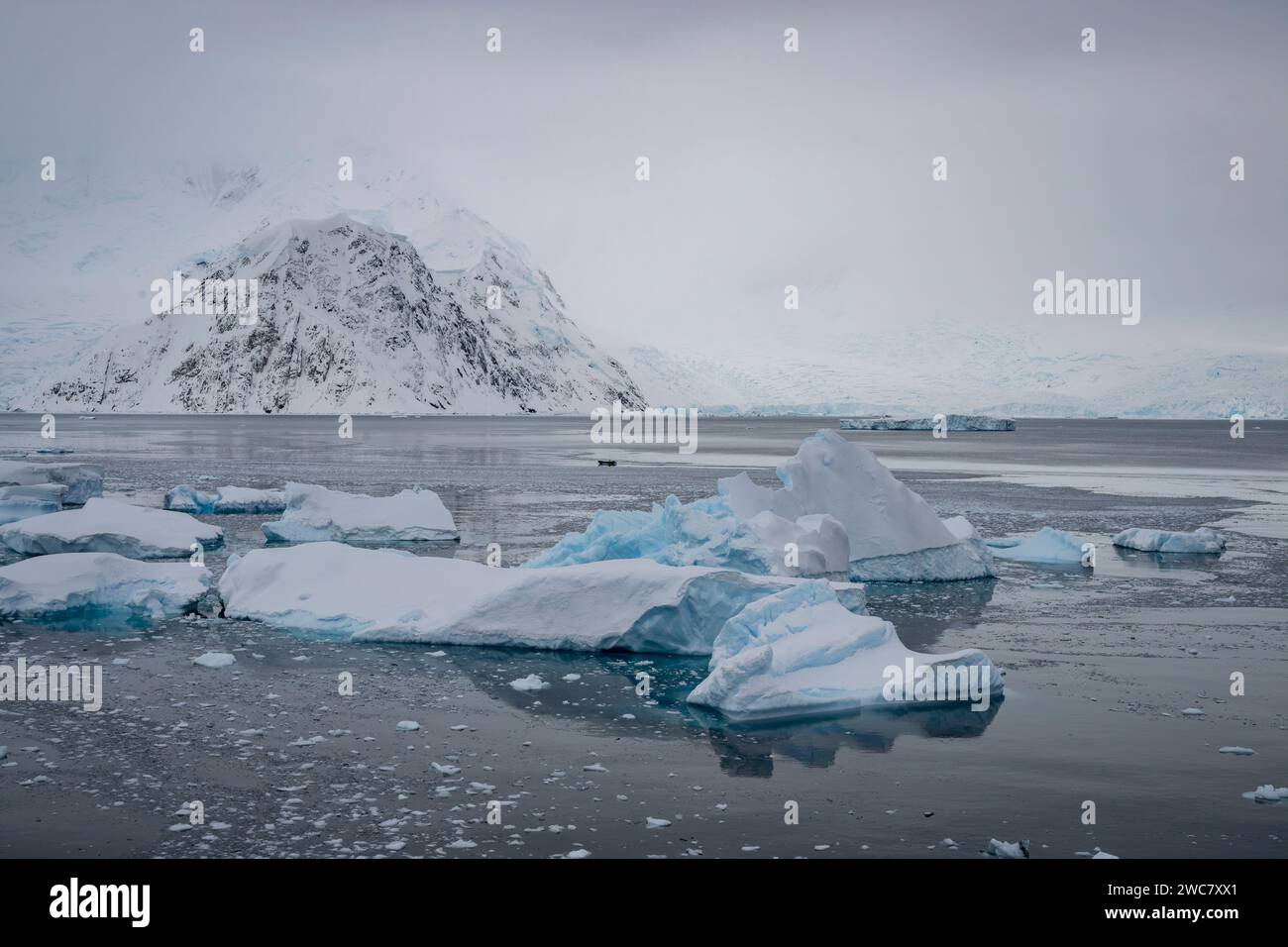 Neko Harbor, Antartide, acqua ghiacciata, iceberg, ghiacciai che distaccano più ghiaccio, colonia di nidificazione per i pinguini di Gentoo, circondata da vette innevate Foto Stock