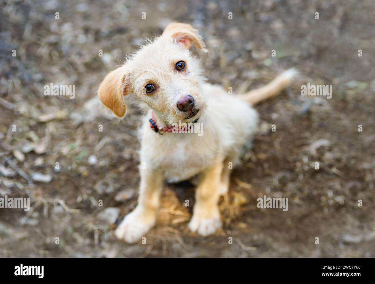 Un simpatico cucciolo si sta inclinando la testa e sembra confuso Foto Stock