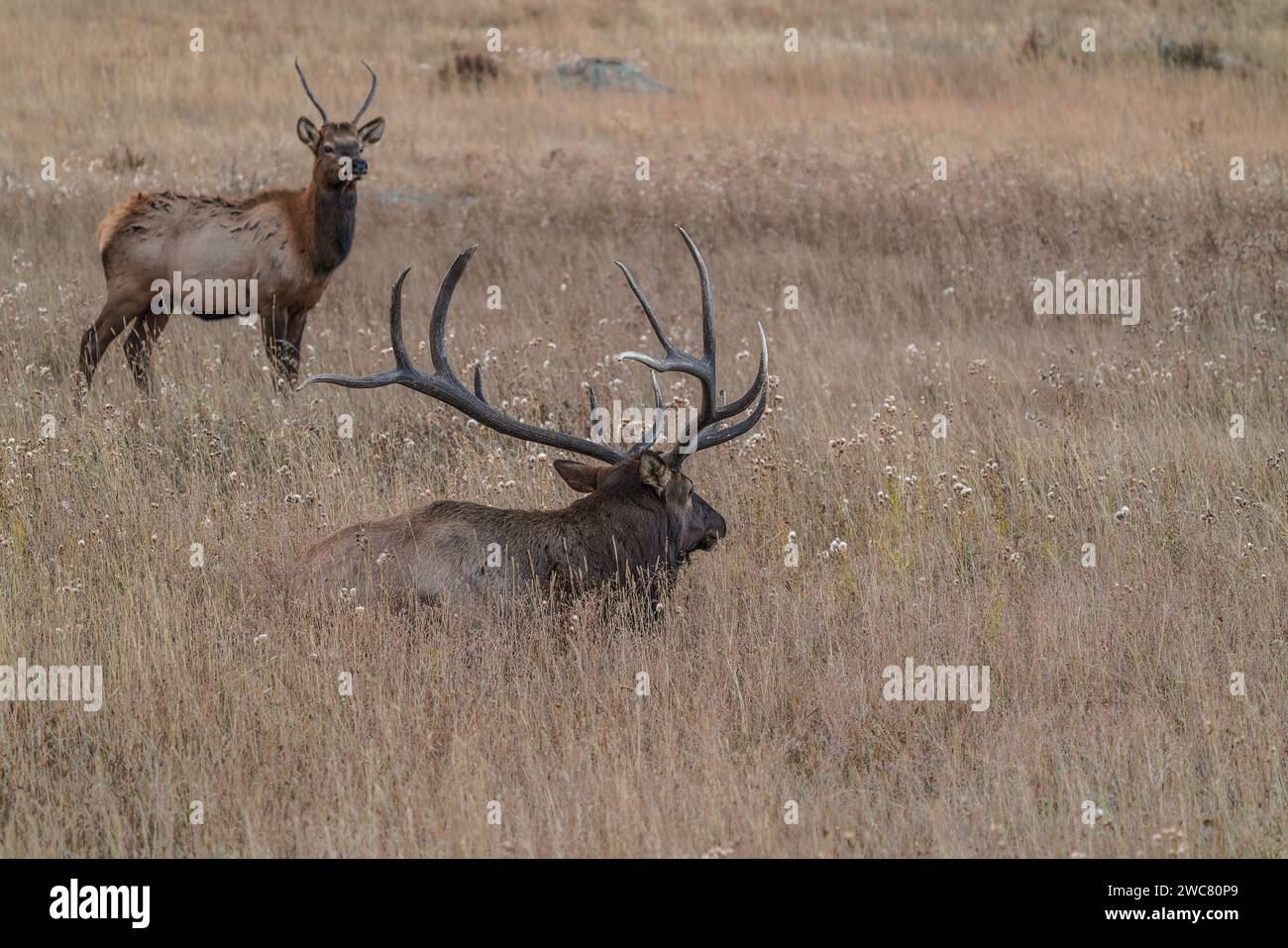 Grande alce di toro che riposa nel campo con il toro più giovane in piedi nel Rocky Mountain National Park, Colorado Foto Stock