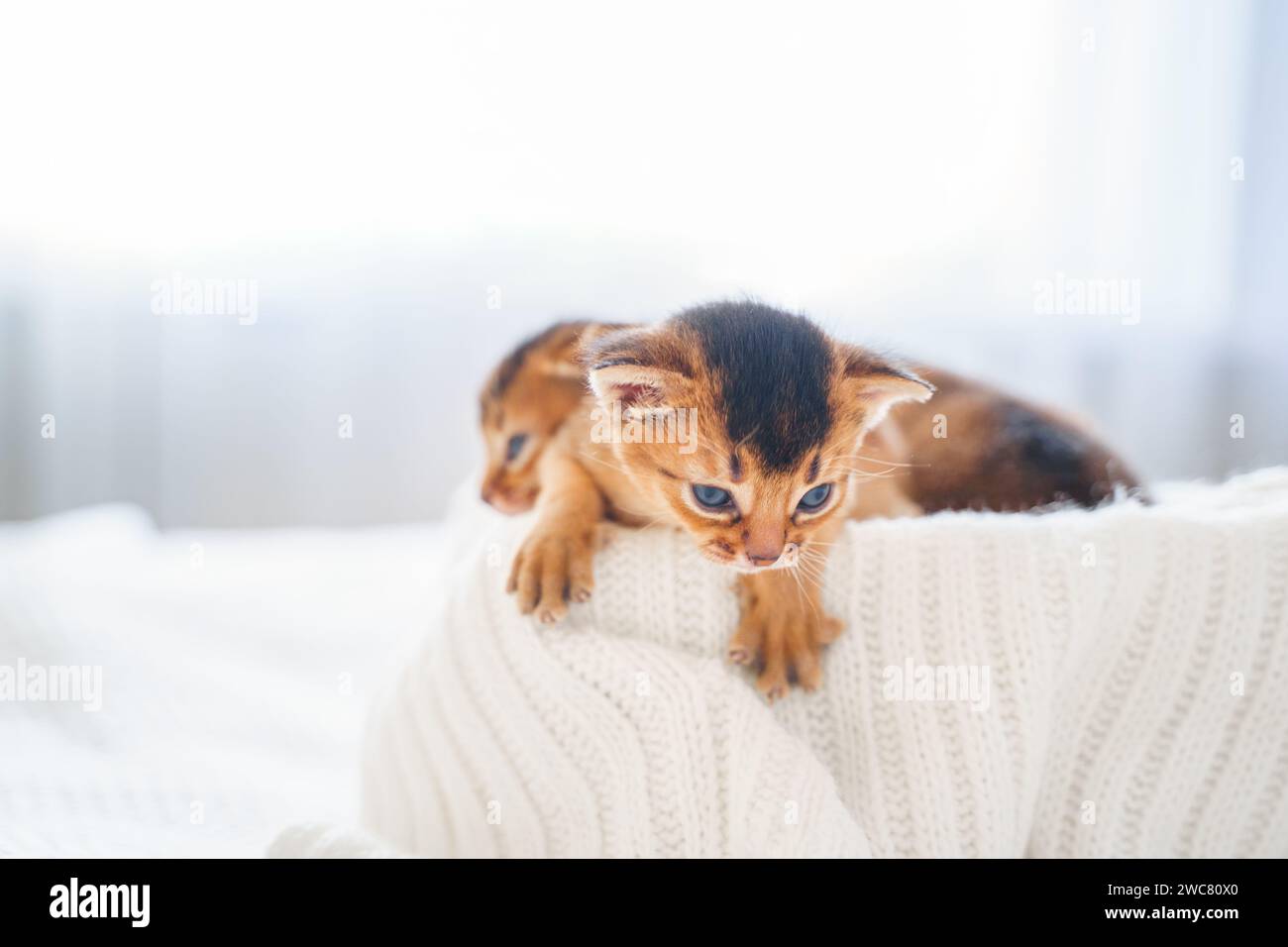 Piccolo gattino appena nato, gattini di razza gatta abissina di colore selvaggio, dormi dolcemente su una morbida coperta bianca a letto. Divertente pelliccia soffice gattino a ho Foto Stock