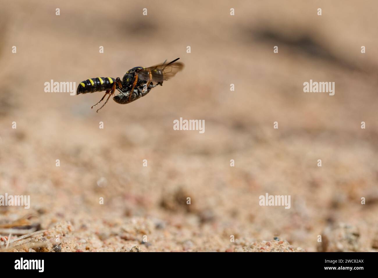 Vespa con coda di sabbia che trasporta prede (Cerceris arenaria) Foto Stock