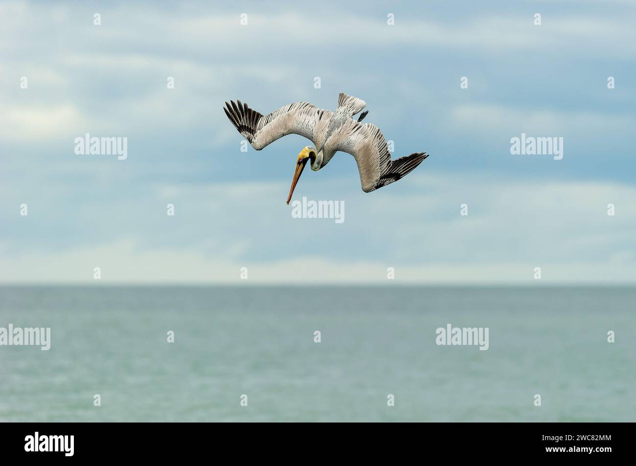 Un pellicano è un'immersione ad alta velocità con Wings Full Spread Foto Stock