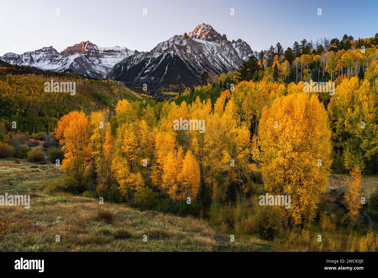 le pioppi autunnali si illuminano sotto il monte Sneffels vicino a Ridgway, Colorado Foto Stock