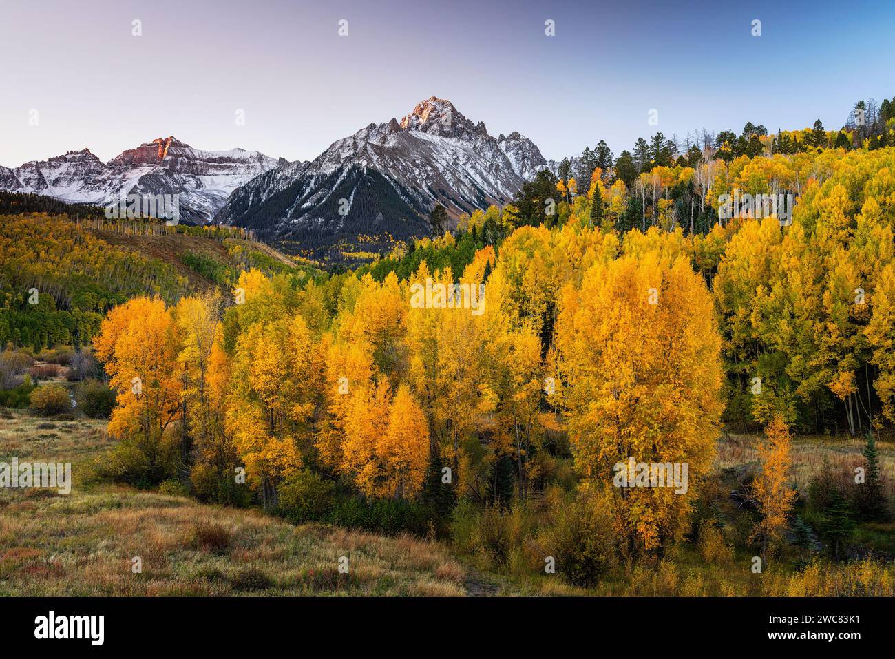 le pioppi autunnali si illuminano sotto il monte Sneffels vicino a Ridgway, Colorado Foto Stock