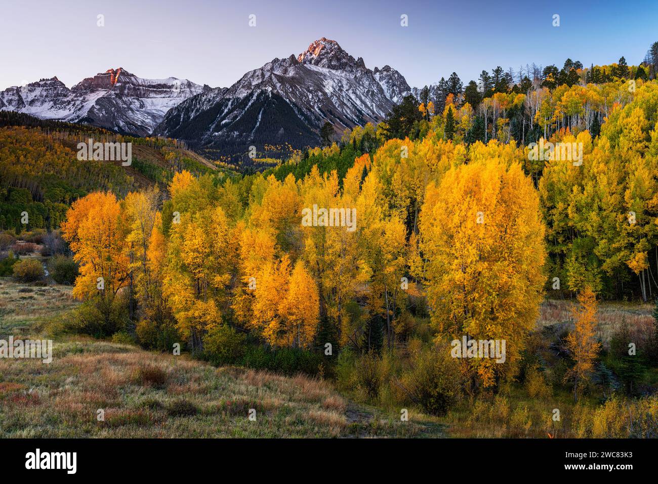 le pioppi autunnali si illuminano sotto il monte Sneffels vicino a Ridgway, Colorado Foto Stock