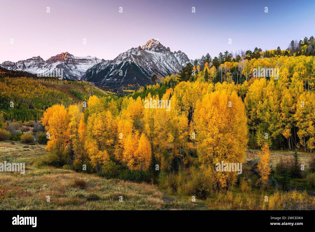 le pioppi autunnali si illuminano sotto il monte Sneffels vicino a Ridgway, Colorado Foto Stock
