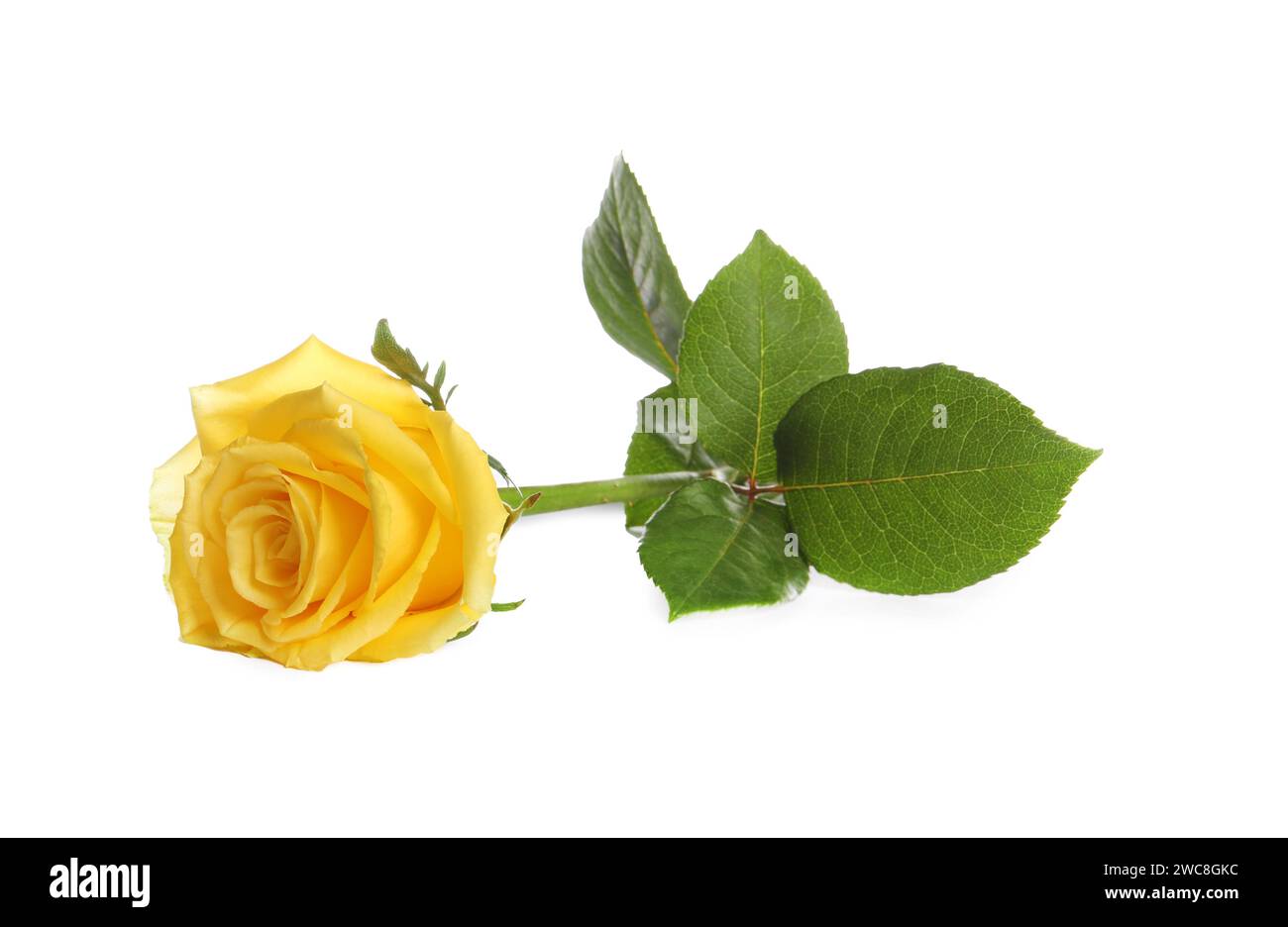 Bella rosa gialla fresca isolata su bianco Foto Stock