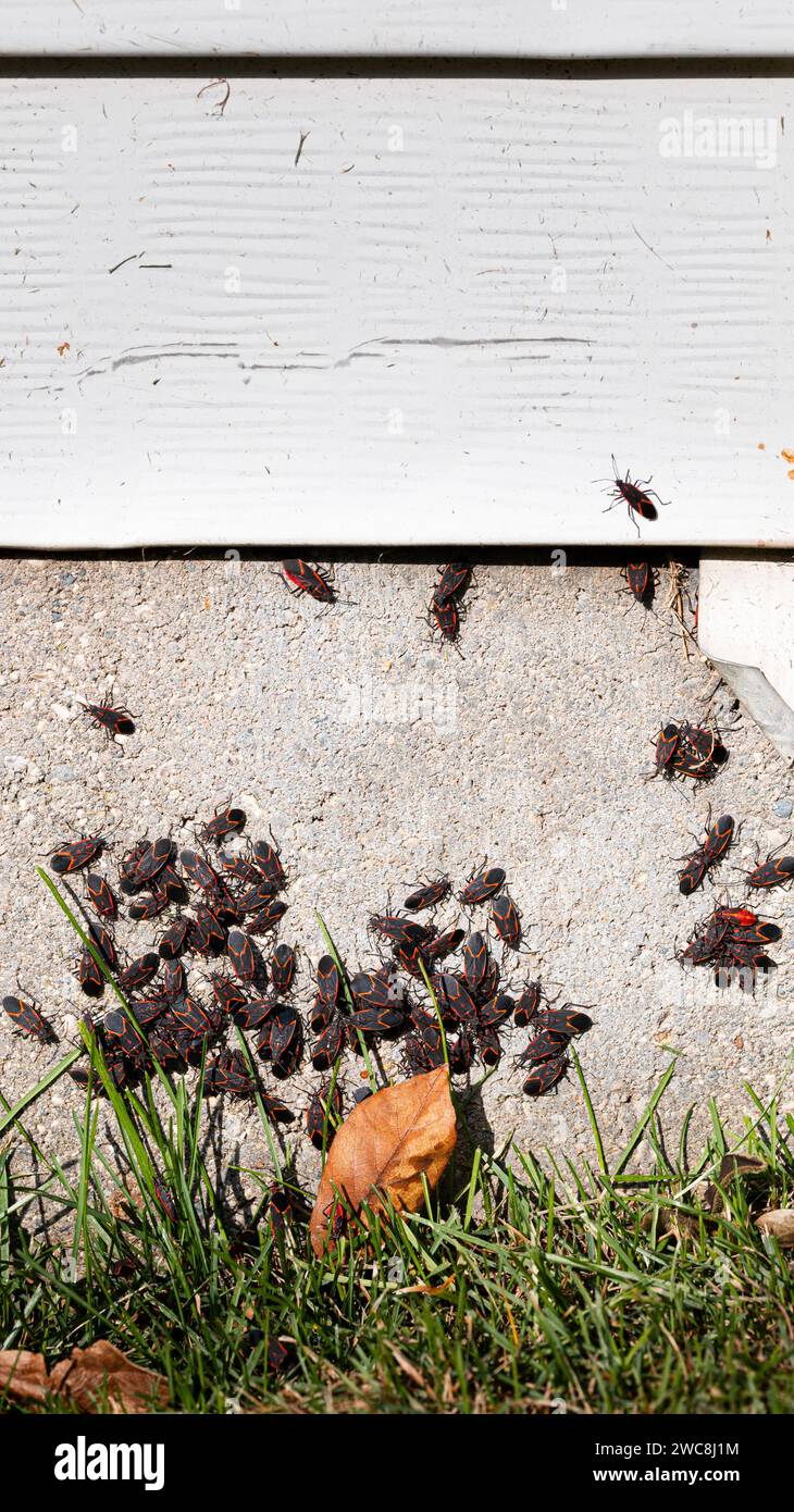 Un gruppo di insetti da boxelder sulla base di una casa, verticale Foto Stock