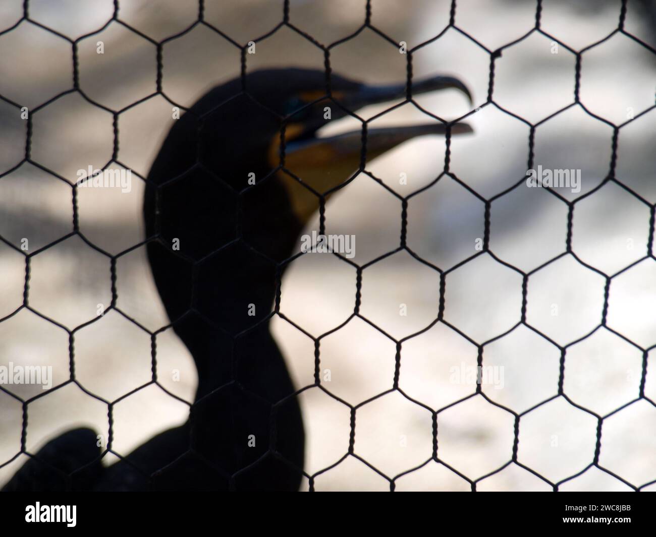 Cormorano prigioniero in gabbia (salvataggio di animali selvatici feriti). Foto Stock