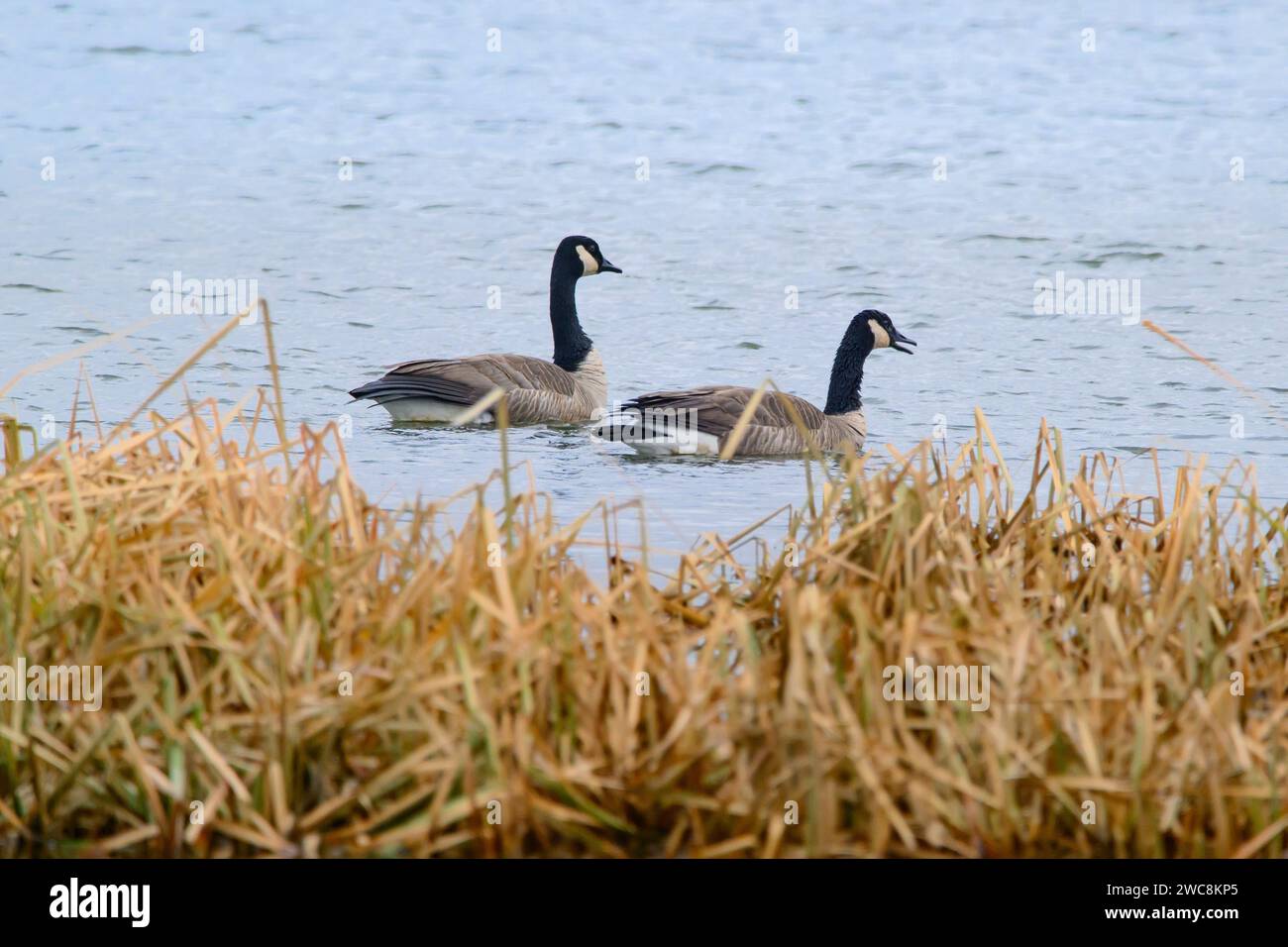 Oche canadesi che nuotano a Marsh Foto Stock