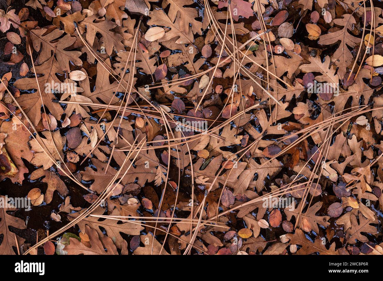 Le foglie autunnali tappezzano il terreno nella sezione di Clear Creek dello Zion National Park, Utah Foto Stock