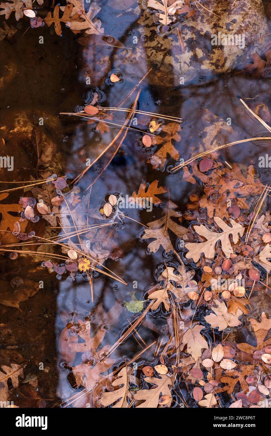 Le foglie autunnali tappezzano il terreno nella sezione di Clear Creek dello Zion National Park, Utah Foto Stock
