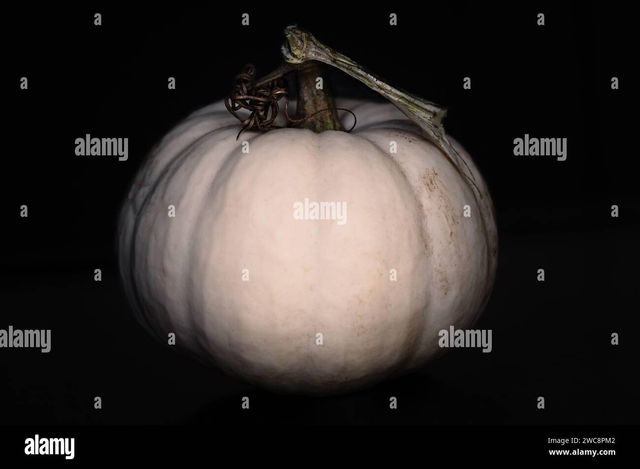 Zucca bianca su sfondo nero Foto Stock