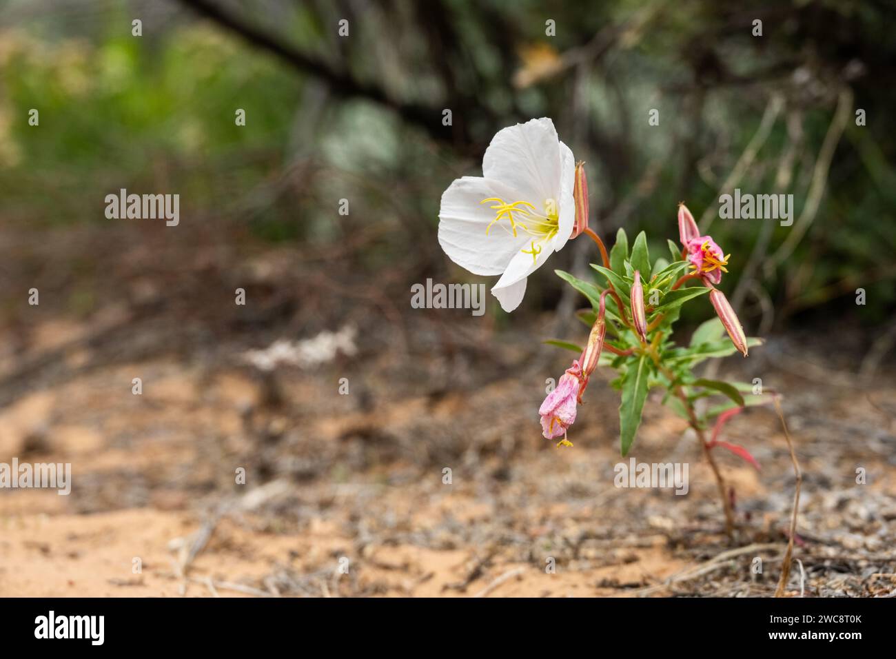 Serata pallida: Fiori di Primrose nella sabbia sul bordo del sentiero a Zion Foto Stock