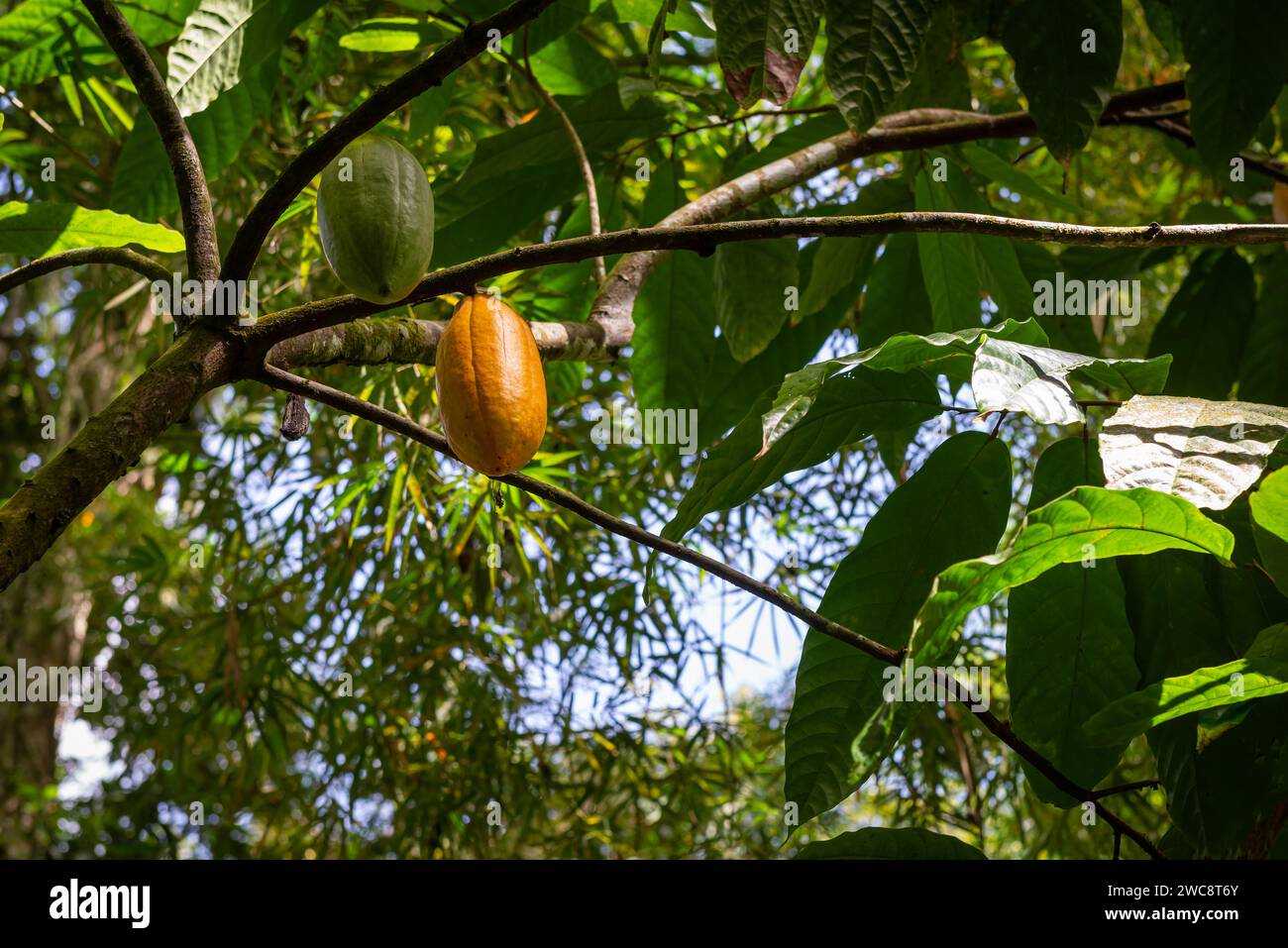 Baccelli di cacao sull'albero frutta tropicale biologica matura Trinidad e Tobago piantagione locale Foto Stock