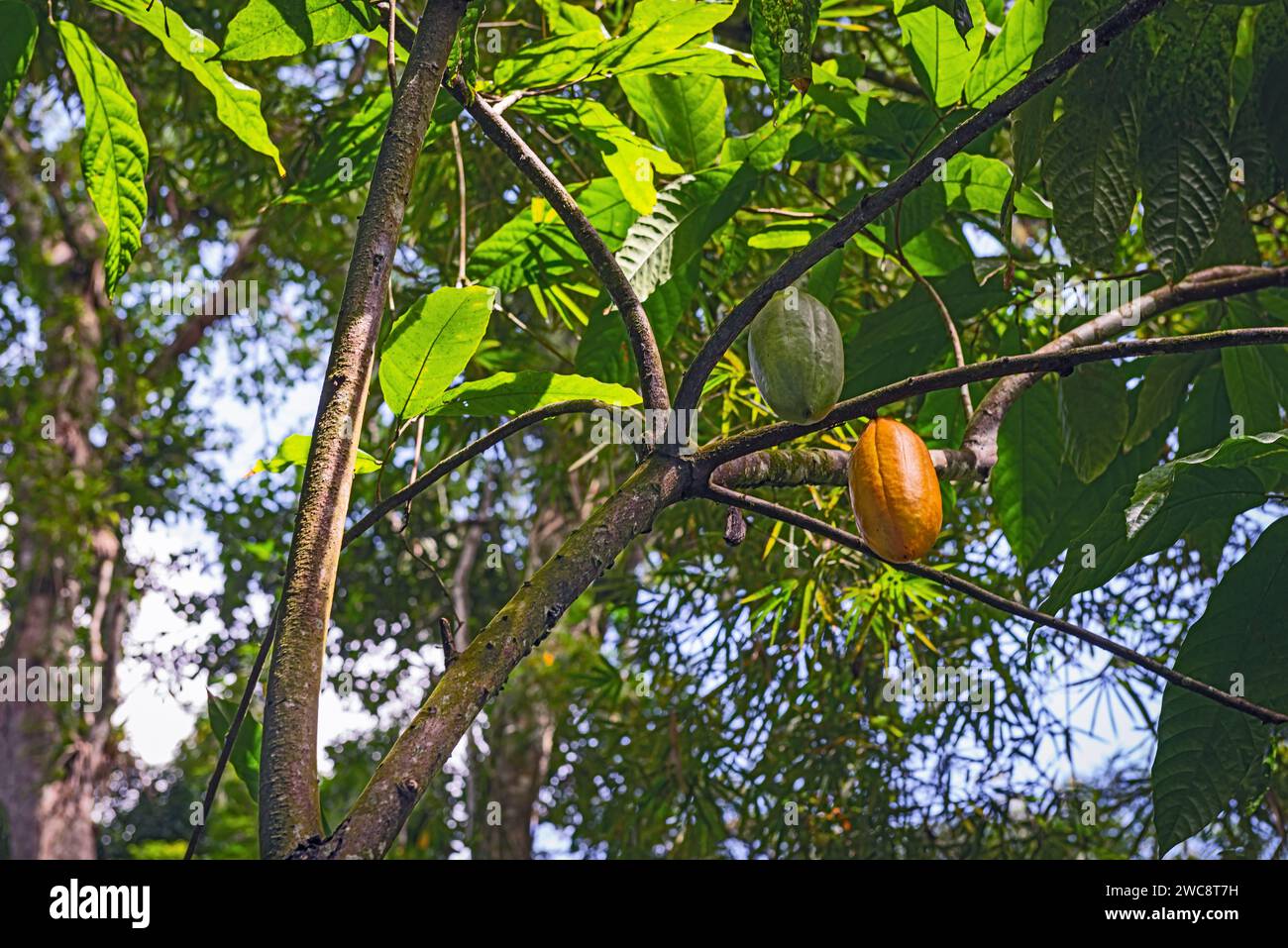 Baccelli di cacao sull'albero frutta tropicale biologica matura Trinidad e Tobago piantagione locale Foto Stock