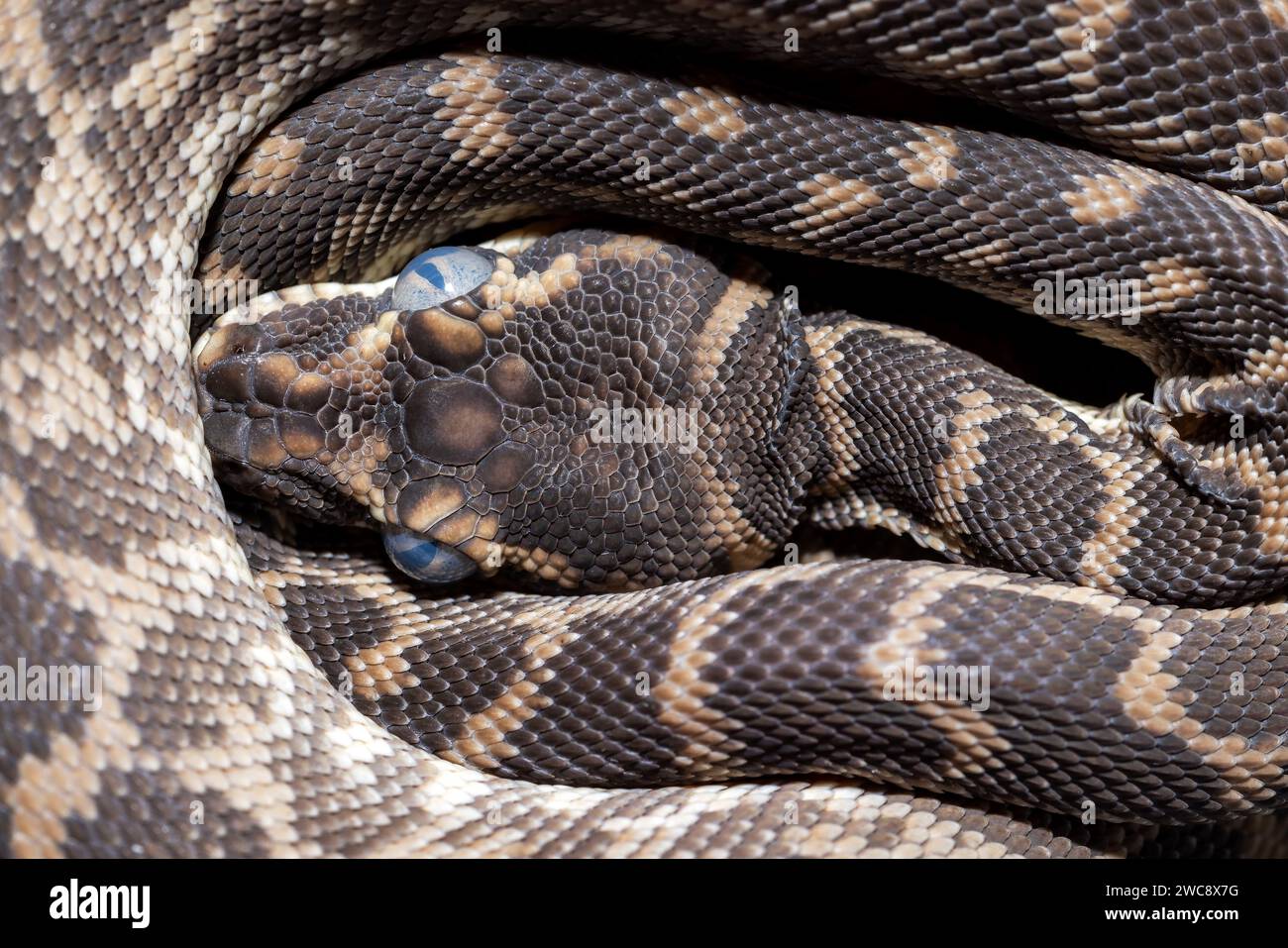 Primo piano di Python australiano con scaglie ruvide e occhi opachi prima di desquamare la pelle. Foto Stock