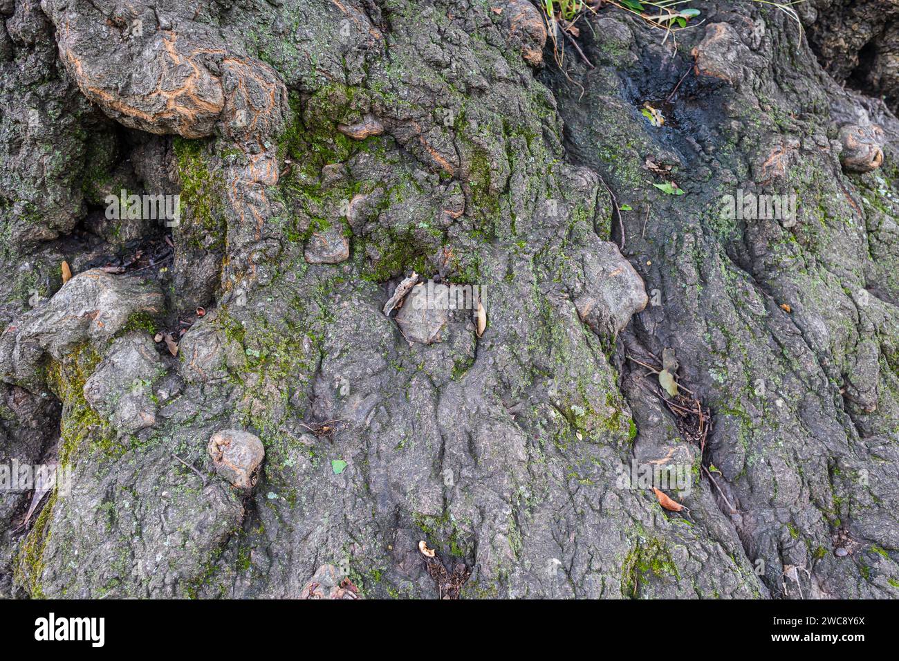 Il primo piano mostra la corteccia di un vecchio albero di latifoglie invecchiata, intemprata e noiosa. Foto Stock