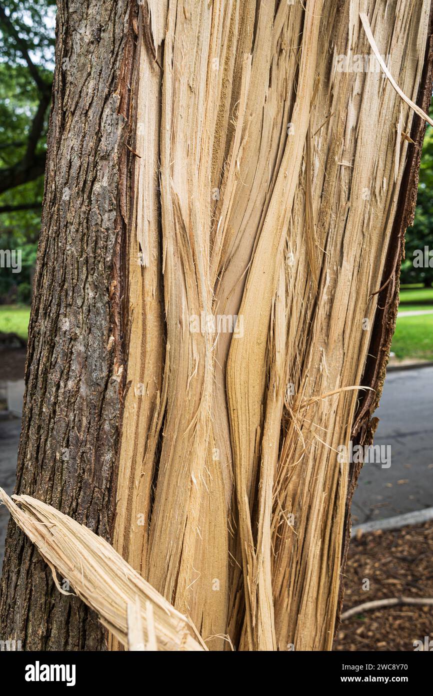 Closeup mostra un tronco d'albero spaccato dopo una violenta tempesta che ha attraversato un parco di Atlanta. Foto Stock
