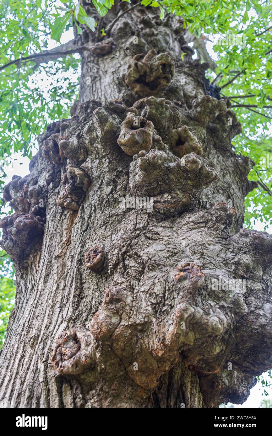 Il tiro con angolo basso mostra la corteccia knobby su un albero di legno molto alto e molto vecchio nel parco di Atlanta. Foto Stock