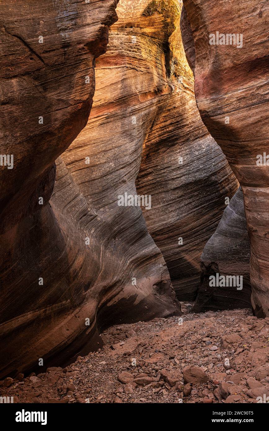 Pareti tortuose del canyon nel parco nazionale di Zion nello Utah Foto Stock