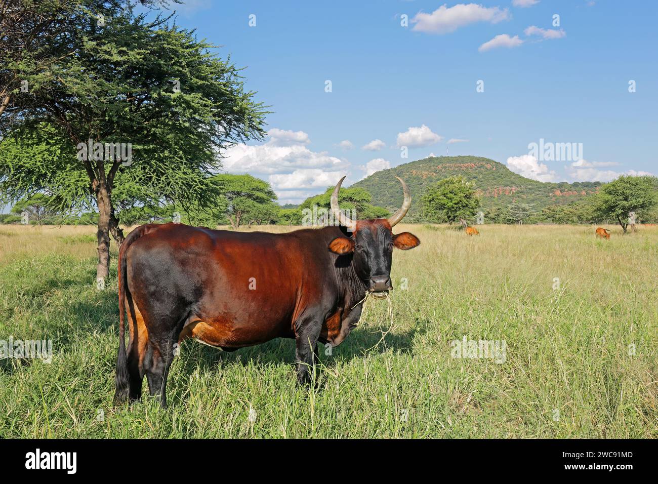 Una vacca libera in prateria nativa in una fattoria rurale, il Sudafrica Foto Stock