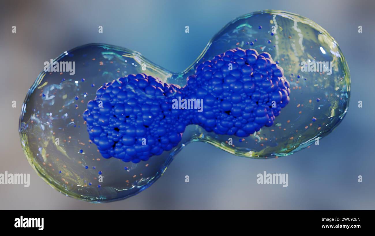 rendering 3d della divisione delle cellule staminali, che sono cellule non specializzate che possono svilupparsi in diversi tipi di cellule. Le cellule staminali sono mostrate sotto forma di sphe Foto Stock