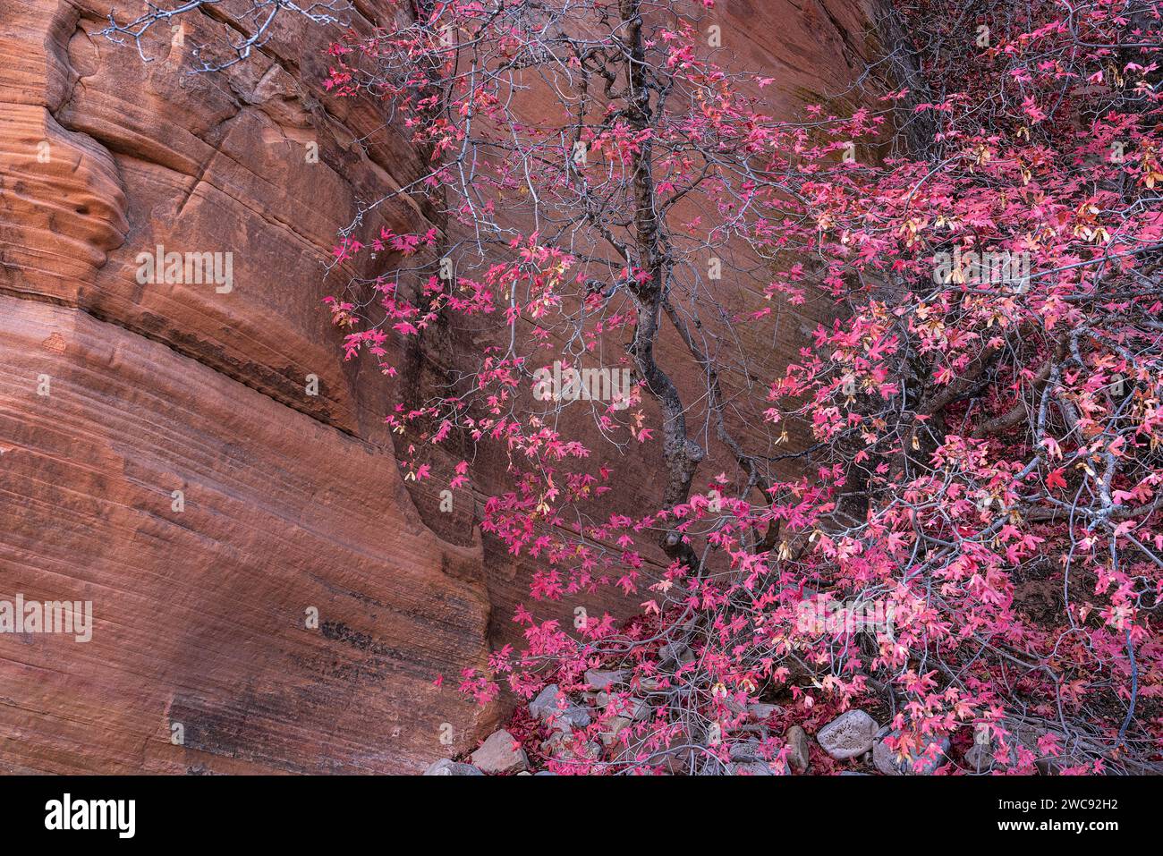 Acero bigdente in autunno nella sezione di Clear Creek del Parco Nazionale di Zion, Utah Foto Stock