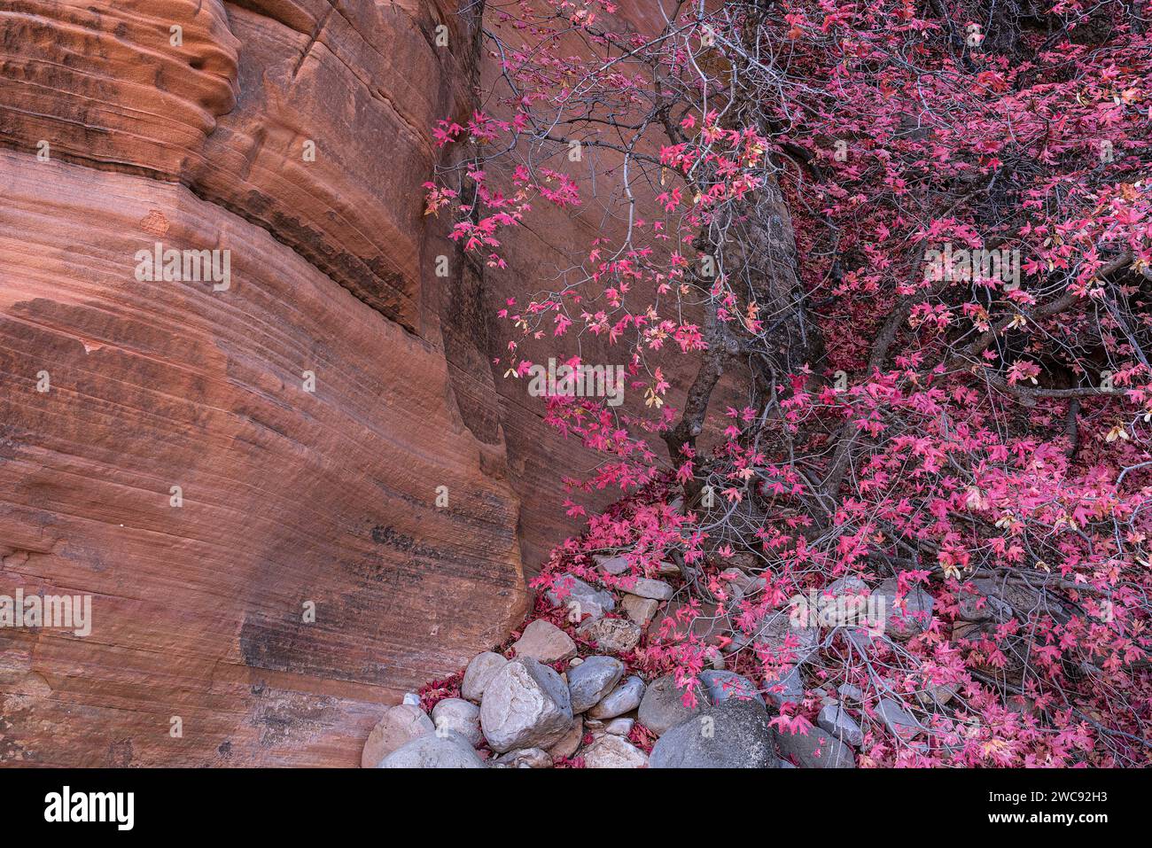 Acero bigdente in autunno nella sezione di Clear Creek del Parco Nazionale di Zion, Utah Foto Stock