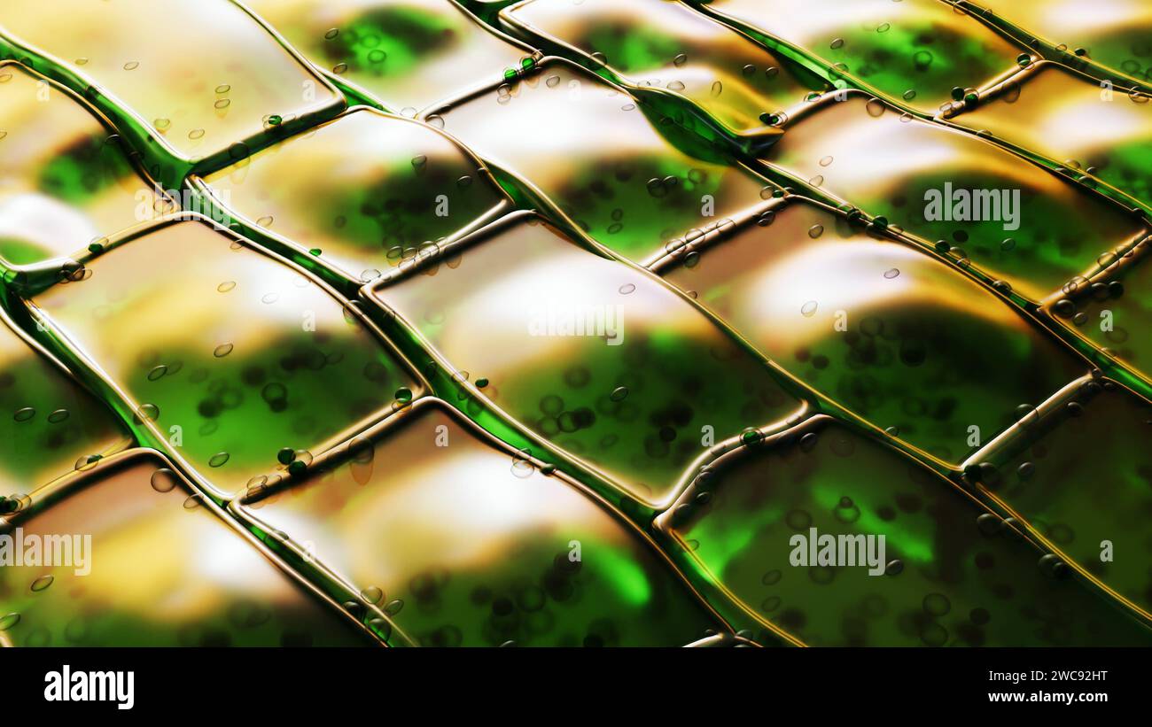 rendering 3d di una vista microscopica di una cella vegetale. La cella è verde, perché contiene cloroplasti, Foto Stock