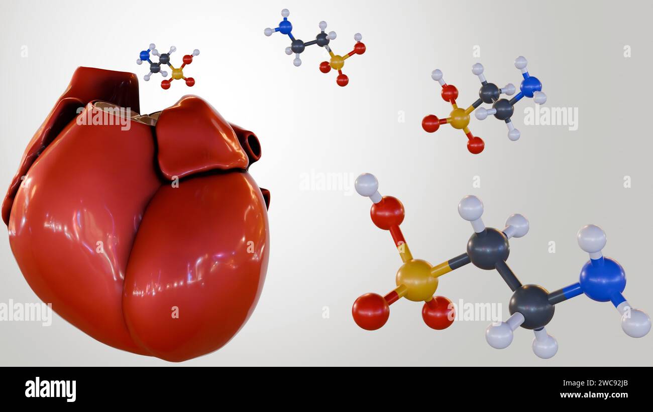 rendering 3d dell'acido 2-amminoetansulfonico o della molecola di taurina e del cuore umano, Foto Stock