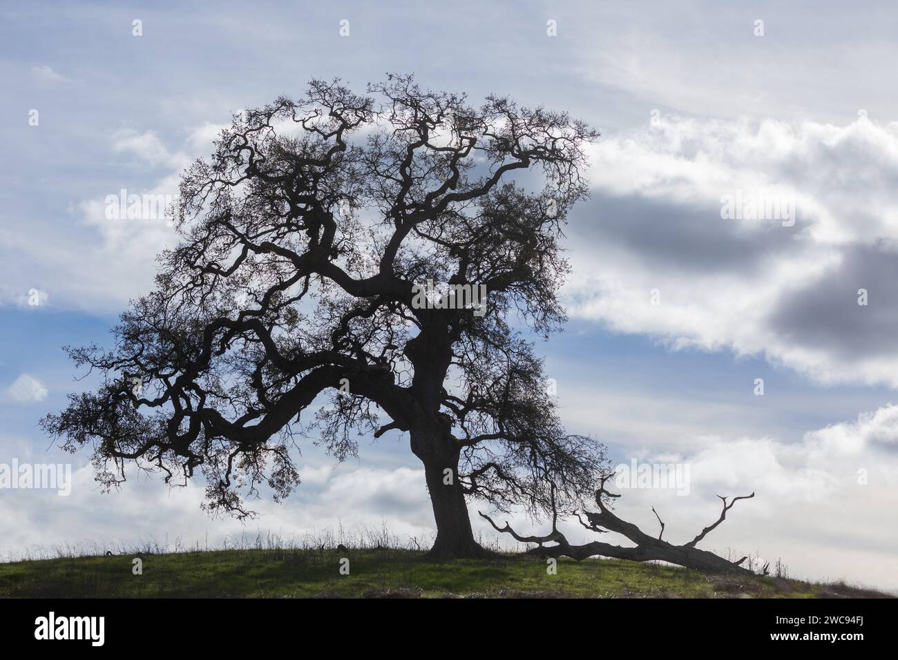 Lone Oak Tree silhouette in piedi su una Hilltop contro Cloudy Sky. Arastradero Preserve, Contea di Santa Clara, California. Foto Stock