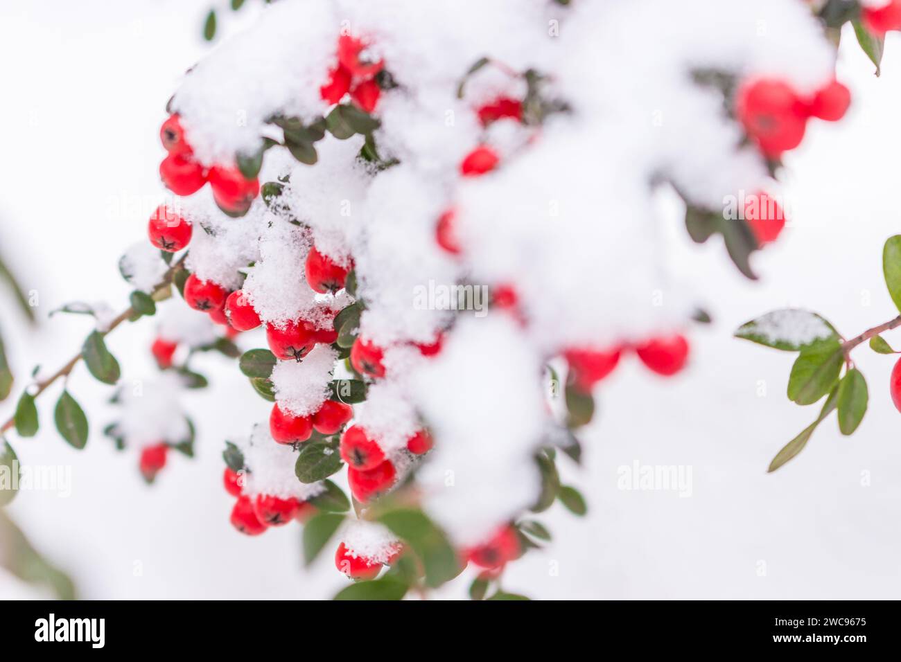 Bacche rosse nella neve. Congelare i frutti rossi con foglie verdi. Natura congelata. Paesaggio di febbraio. Inverno nel parco. Foresta innevata nei dettagli. Foto Stock