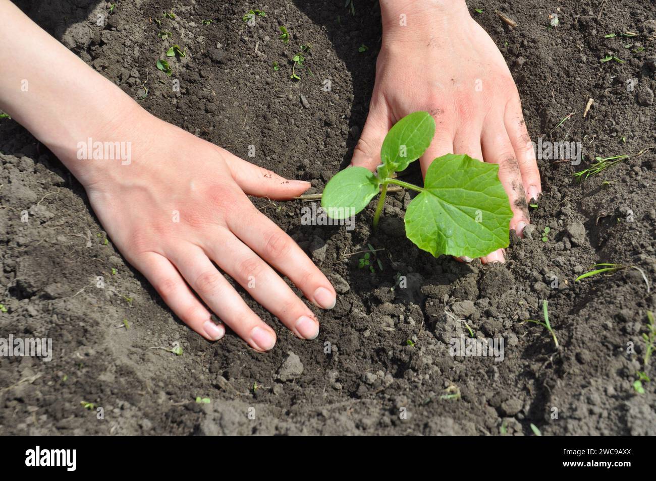 Coltivazione di cetrioli: Un giardiniere sta trapiantando una piantina di cetrioli nel terreno dell'orto in primavera. Foto Stock