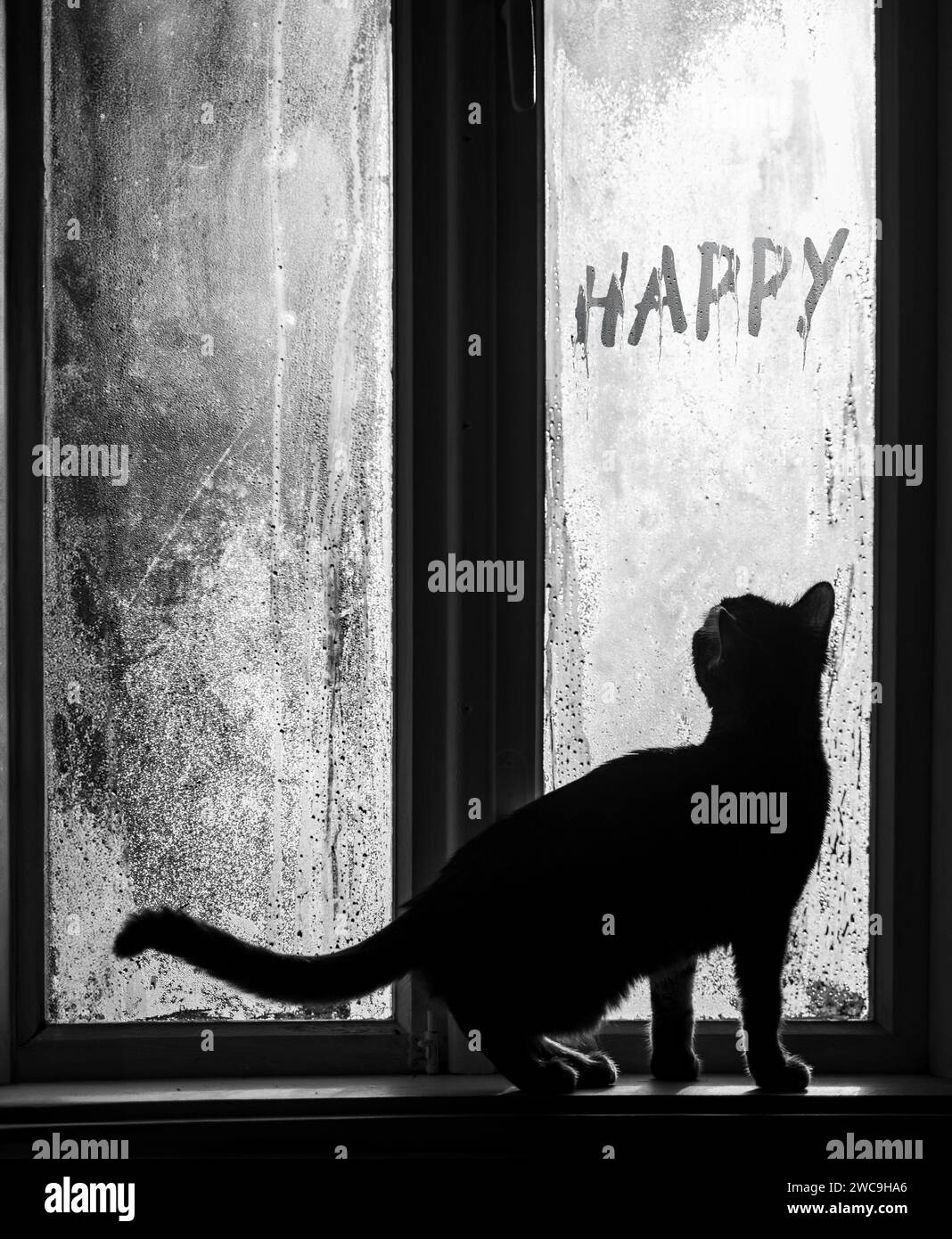 Un giovane gatto che guarda fuori dalla finestra nebbiosa di una casa rurale d'epoca, in piedi sul davanzale, curioso di conoscere la scritta Happy Hand Hand Happy Hand Writed Inscryption. Mattinata fredda Foto Stock