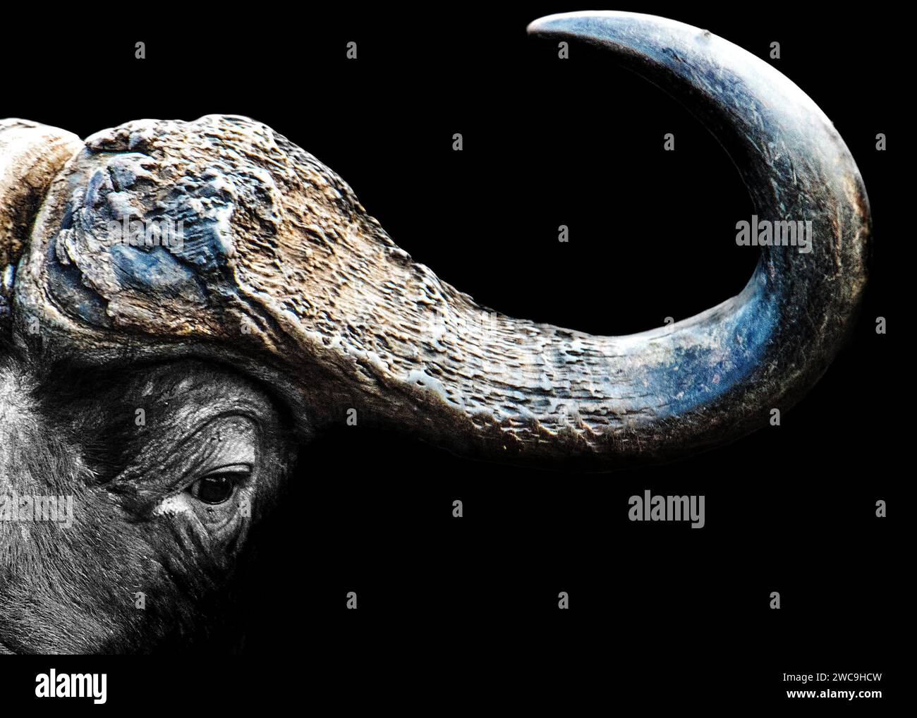 Buffalo Kruger National Park, Sudafrica Foto Stock Buffalo Kruger National Park, Sudafrica Foto Stock