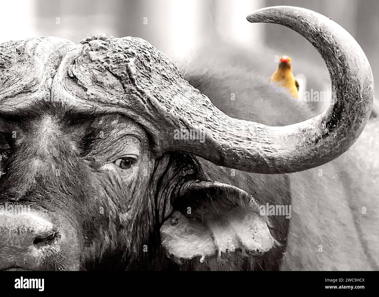 Buffalo Kruger National Park, Sudafrica Foto Stock Buffalo Kruger National Park, Sudafrica Foto Stock
