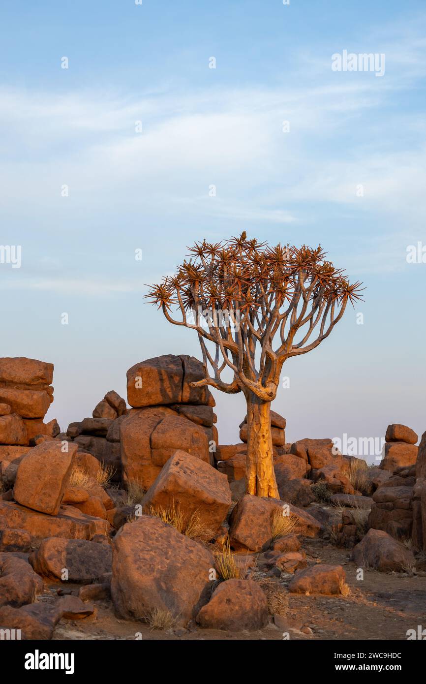 Un albero faretre circondato da rocce, Aloidendron dichotomum Foto Stock