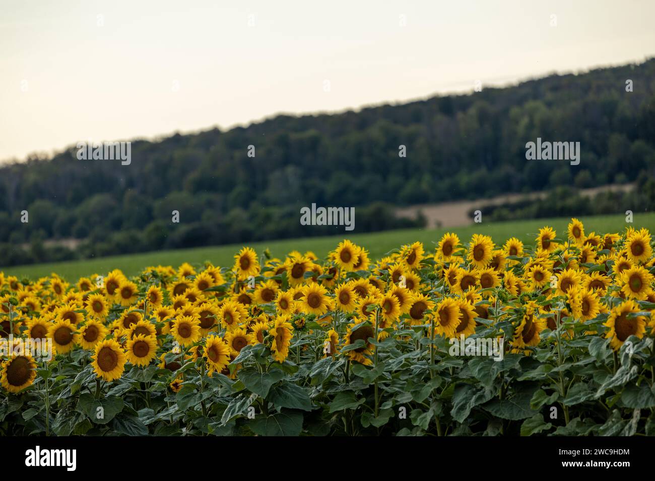 Un paesaggio pittoresco caratterizzato da un vibrante campo di torreggianti girasoli Foto Stock
