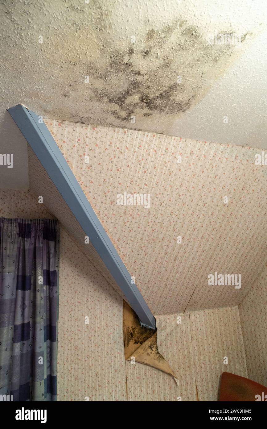 Umidità in una casa che causa lo sfaldamento della carta da parati e la muffa nera. Foto Stock