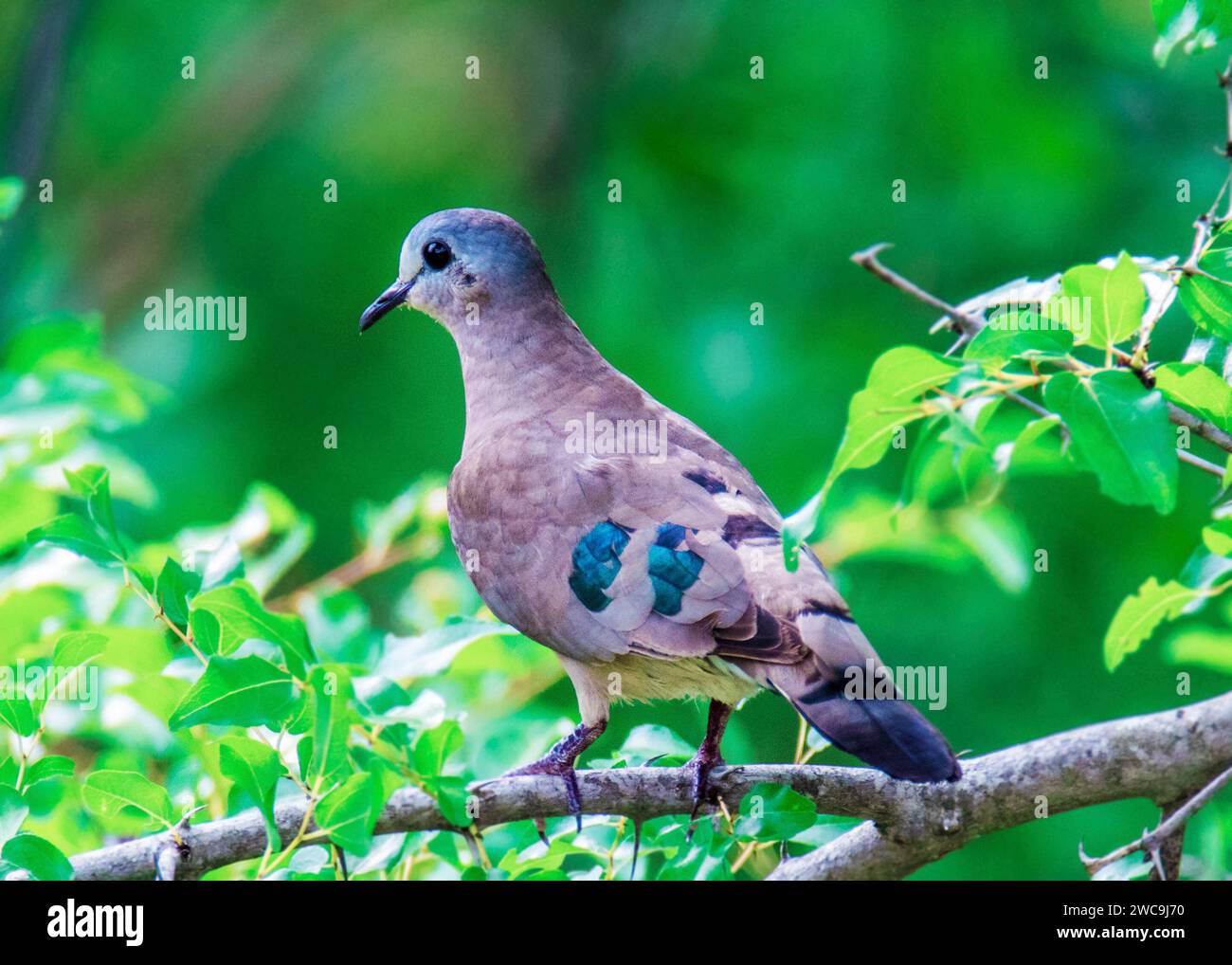 Emerald Spotted Wood dove South Africa Kruger National Park Foto Stock