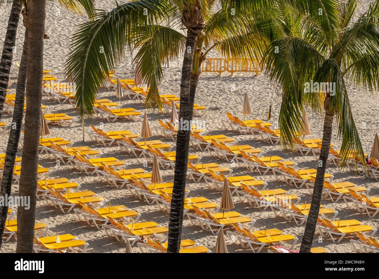 File di lettini sulla spiaggia tropicale di sabbia bianca con palme Foto Stock