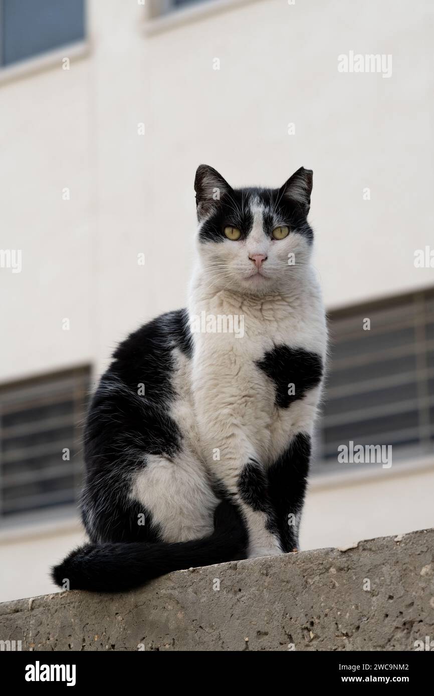 Nero e bianco, selvatico, gatto da strada di Gerusalemme con orecchie tagliate che indicano che era spalmato o neutralizzato. Foto Stock