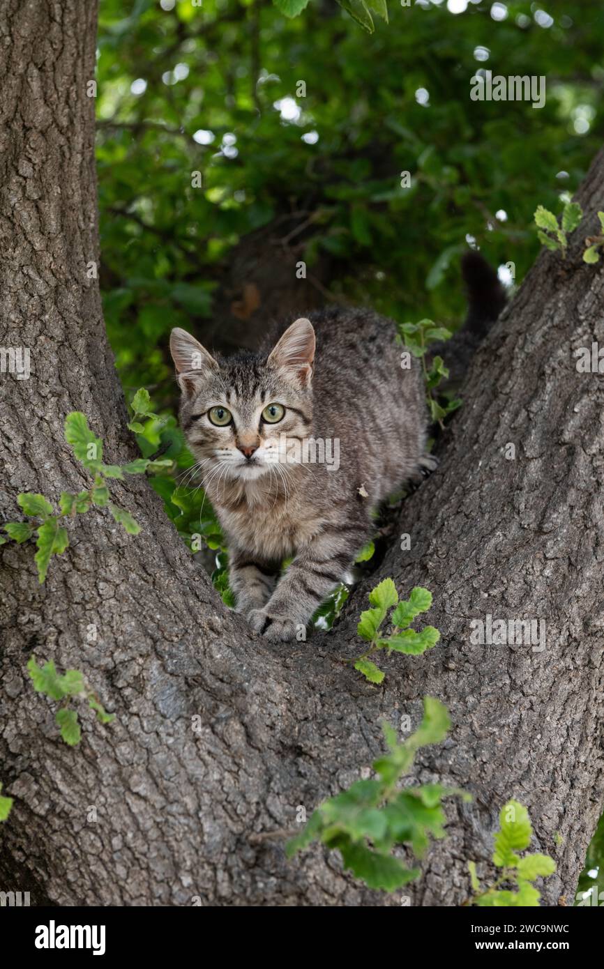 Un giovane gatto selvatico a strisce di tigre grigio e nero sale in sicurezza su un posatoio alla base di uno spesso tronco di albero. Foto Stock