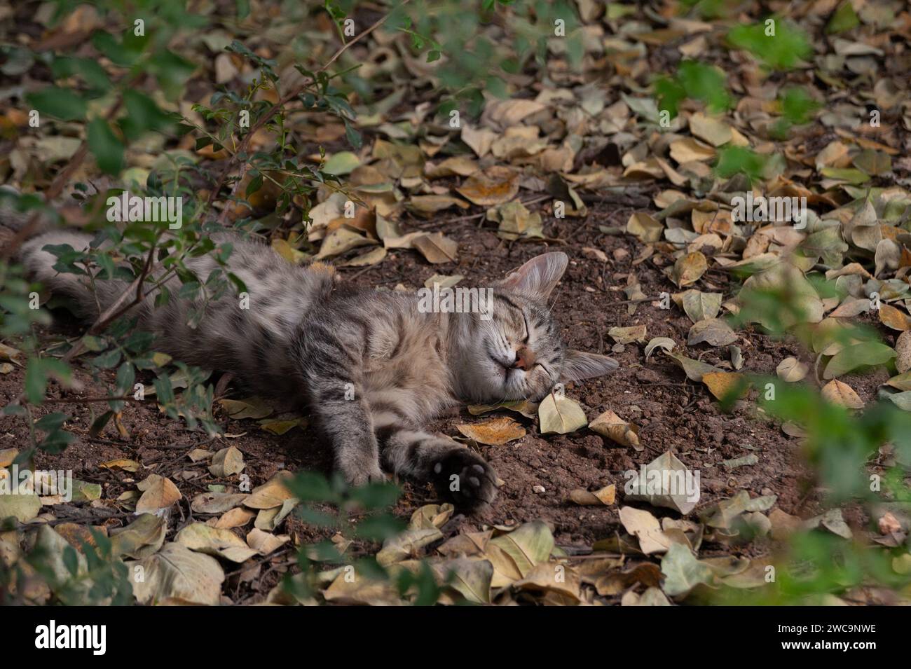 Un giovane gatto selvatico a strisce di tigre grigio e nero fa un pisolino in un letto di foglie e sporcizia. Foto Stock